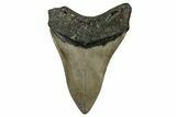 Fossil Megalodon Tooth - North Carolina #351183-1